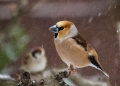 Ime datoteke=Dlesk_Hawfinch_30.jpg
Velikost datoteke=263KB
Dimenzija=900x645
Datum objave=19.12.2013 Dlesk_Hawfinch_30.jpg