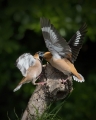 Ime datoteke=Dlesk_Hawfinch_Coccothraustes_Coccothraustes_Scinkavci_Fringillidae_32.jpg
Velikost datoteke=243KB
Dimenzija=720x900
Datum objave=02.11.2015 Dlesk_Hawfinch_Coccothraustes_Coccothraustes_Scinkavci_Fringillidae_32.jpg
