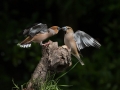Ime datoteke=Dlesk_Hawfinch_Coccothraustes_Coccothraustes_Scinkavci_Fringillidae_41.jpg
Velikost datoteke=239KB
Dimenzija=950x713
Datum objave=03.10.2017 Dlesk_Hawfinch_Coccothraustes_Coccothraustes_Scinkavci_Fringillidae_41.jpg