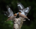 Ime datoteke=Dlesk_Hawfinch_Coccothraustes_Coccothraustes_Scinkavci_Fringillidae_42.jpg
Velikost datoteke=225KB
Dimenzija=900x720
Datum objave=11.09.2017 Dlesk_Hawfinch_Coccothraustes_Coccothraustes_Scinkavci_Fringillidae_42.jpg