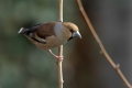 Ime datoteke=Dlesk_Hawfinch_Coccothraustes_Coccothraustes_Scinkavci_Fringillidae_45.jpg
Velikost datoteke=189KB
Dimenzija=900x600
Datum objave=03.10.2017 Dlesk_Hawfinch_Coccothraustes_Coccothraustes_Scinkavci_Fringillidae_45.jpg