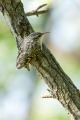 Dolgoprsti_plezalcek_Treecreeper_Certhia_familiaris_Drevesni_plezalcki_Certhiidae_05.jpg