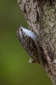 Dolgoprsti_plezalcek_Treecreeper_Certhia_familiaris_Drevesni_plezalcki_Certhiidae_11.jpg