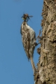 Dolgoprsti_plezalcek_Treecreeper_Certhia_familiaris_Drevesni_plezalcki_Certhiidae_20.jpg