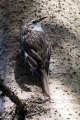 Dolgoprsti_plezalcek_Treecreeper_Certhia_familiaris_Drevesni_plezalcki_Certhiidae_29.jpg