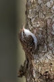 Ime datoteke=Dolgoprsti_plezalcek_Treecreeper_Certhia_familiaris_Drevesni_plezalcki_Certhiidae_35.jpg
Velikost datoteke=329KB
Dimenzija=600x900
Datum objave=15.04.2019 Dolgoprsti_plezalcek_Treecreeper_Certhia_familiaris_Drevesni_plezalcki_Certhiidae_35.jpg