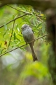 Ime datoteke=Dolgorepka_Long_tailed_tit_09.jpg
Velikost datoteke=222KB
Dimenzija=600x900
Datum objave=10.04.2015 Dolgorepka_Long_tailed_tit_09.jpg