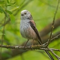 Ime datoteke=Dolgorepka_Long_tailed_tit_12.jpg
Velikost datoteke=227KB
Dimenzija=750x750
Datum objave=13.02.2016 Dolgorepka_Long_tailed_tit_12.jpg