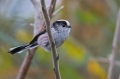 Ime datoteke=Dolgorepka_Long_tailed_tit_13.jpg
Velikost datoteke=230KB
Dimenzija=950x633
Datum objave=21.02.2016 Dolgorepka_Long_tailed_tit_13.jpg