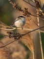 Ime datoteke=Dolgorepka_Long_tailed_tit_19.jpg
Velikost datoteke=295KB
Dimenzija=675x900
Datum objave=02.04.2017 Dolgorepka_Long_tailed_tit_19.jpg