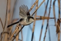 Ime datoteke=Dolgorepka_Long_tailed_tit_22.jpg
Velikost datoteke=200KB
Dimenzija=900x600
Datum objave=18.11.2017 Dolgorepka_Long_tailed_tit_22.jpg