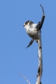 Ime datoteke=Dolgorepka_Long_tailed_tit_26.jpg
Velikost datoteke=211KB
Dimenzija=600x900
Datum objave=20.12.2017 Dolgorepka_Long_tailed_tit_26.jpg