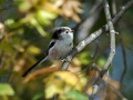 Ime datoteke=Dolgorepka_Long_tailed_tit_27.jpg
Velikost datoteke=263KB
Dimenzija=950x713
Datum objave=03.10.2017 Dolgorepka_Long_tailed_tit_27.jpg