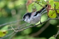 Ime datoteke=Dolgorepka_Long_tailed_tit_28.jpg
Velikost datoteke=299KB
Dimenzija=950x633
Datum objave=20.12.2017 Dolgorepka_Long_tailed_tit_28.jpg