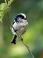 Ime datoteke=Dolgorepka_Long_tailed_tit_30.jpg
Velikost datoteke=219KB
Dimenzija=675x900
Datum objave=06.07.2018 Dolgorepka_Long_tailed_tit_30.jpg
