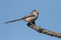 Ime datoteke=Dolgorepka_Long_tailed_tit_32.jpg
Velikost datoteke=171KB
Dimenzija=950x633
Datum objave=02.03.2018 Dolgorepka_Long_tailed_tit_32.jpg