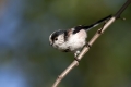 Ime datoteke=Dolgorepka_Long_tailed_tit_38.jpg
Velikost datoteke=192KB
Dimenzija=900x600
Datum objave=20.05.2018 Dolgorepka_Long_tailed_tit_38.jpg