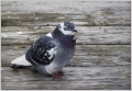Ime datoteke=Domaci__golob_Feral_pigeon_03.jpg
Velikost datoteke=316KB
Dimenzija=866x600
Datum objave=16.04.2016 Domaci__golob_Feral_pigeon_03.jpg