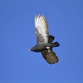 Ime datoteke=Domaci__golob_Feral_pigeon_07.jpg
Velikost datoteke=202KB
Dimenzija=750x750
Datum objave=28.09.2013 Domaci__golob_Feral_pigeon_07.jpg