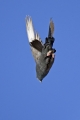 Ime datoteke=Domaci__golob_Feral_pigeon_08.jpg
Velikost datoteke=212KB
Dimenzija=600x900
Datum objave=07.06.2012 Domaci__golob_Feral_pigeon_08.jpg