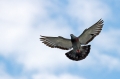 Ime datoteke=Domaci_golob_Feral_pigeon_04.jpg
Velikost datoteke=177KB
Dimenzija=800x533
Datum objave=08.07.2016 Domaci_golob_Feral_pigeon_04.jpg