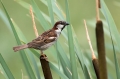 Ime datoteke=Domaci_vrabec_House_sparrow_09.jpg
Velikost datoteke=200KB
Dimenzija=950x633
Datum objave=16.04.2016 Domaci_vrabec_House_sparrow_09.jpg