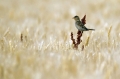 Ime datoteke=Domaci_vrabec_House_sparrow_10.jpg
Velikost datoteke=257KB
Dimenzija=950x633
Datum objave=08.07.2016 Domaci_vrabec_House_sparrow_10.jpg