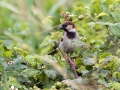 Ime datoteke=Domaci_vrabec_House_sparrow_13.jpg
Velikost datoteke=341KB
Dimenzija=950x713
Datum objave=11.09.2017 Domaci_vrabec_House_sparrow_13.jpg