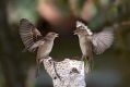 Ime datoteke=Domaci_vrabec_House_sparrow_19.jpg
Velikost datoteke=230KB
Dimenzija=1000x667
Datum objave=25.06.2017 Domaci_vrabec_House_sparrow_19.jpg