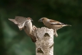Ime datoteke=Domaci_vrabec_House_sparrow_20.jpg
Velikost datoteke=201KB
Dimenzija=900x600
Datum objave=10.07.2018 Domaci_vrabec_House_sparrow_20.jpg