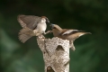 Ime datoteke=Domaci_vrabec_House_sparrow_21.jpg
Velikost datoteke=205KB
Dimenzija=900x600
Datum objave=19.04.2019 Domaci_vrabec_House_sparrow_21.jpg