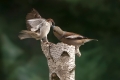 Ime datoteke=Domaci_vrabec_House_sparrow_22.jpg
Velikost datoteke=198KB
Dimenzija=900x600
Datum objave=10.02.2019 Domaci_vrabec_House_sparrow_22.jpg