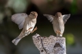 Ime datoteke=Domaci_vrabec_House_sparrow_24.jpg
Velikost datoteke=195KB
Dimenzija=950x633
Datum objave=19.10.2019 Domaci_vrabec_House_sparrow_24.jpg