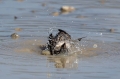 Ime datoteke=Domaci_vrabec_House_sparrow_30.jpg
Velikost datoteke=226KB
Dimenzija=950x633
Datum objave=27.04.2021 Domaci_vrabec_House_sparrow_30.jpg