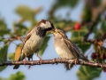 Ime datoteke=Domaci_vrabec_House_sparrow_31.jpg
Velikost datoteke=270KB
Dimenzija=900x675
Datum objave=27.04.2021 Domaci_vrabec_House_sparrow_31.jpg