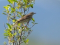 Ime datoteke=Drevesna_cipa_Tree_pipit_10.jpg
Velikost datoteke=230KB
Dimenzija=900x675
Datum objave=21.09.2016 Drevesna_cipa_Tree_pipit_10.jpg