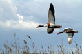Duplinska_kozarka_Shelduck_06.jpg