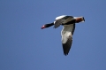 Duplinska_kozarka_Shelduck_07.jpg