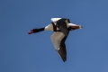 Ime datoteke=Duplinska_kozarka_Shelduck_08.jpg
Velikost datoteke=182KB
Dimenzija=900x600
Datum objave=11.09.2017 Duplinska_kozarka_Shelduck_08.jpg