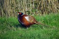 Ime datoteke=Fazan_Pheasant_12.jpg
Velikost datoteke=157KB
Dimenzija=800x535
Datum objave=04.12.2009 Fazan_Pheasant_12.jpg
