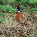 Ime datoteke=Fazan_Pheasant_13.jpg
Velikost datoteke=221KB
Dimenzija=750x750
Datum objave=30.03.2011 Fazan_Pheasant_13.jpg