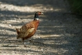Ime datoteke=Fazan_Pheasant_Phasianus_colchicus_Poljske_kure_Phasianidae_15.jpg
Velikost datoteke=322KB
Dimenzija=1000x667
Datum objave=26.11.2013 Fazan_Pheasant_Phasianus_colchicus_Poljske_kure_Phasianidae_15.jpg
