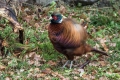 Fazan_Pheasant_Phasianus_colchicus_Poljske_kure_Phasianidae_26.jpg