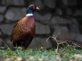 Fazan_Pheasant_Phasianus_colchicus_Poljske_kure_Phasianidae_32.jpg