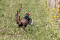 Fazan_Pheasant_Phasianus_colchicus_Poljske_kure_Phasianidae_70.jpg