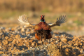 Fazan_Pheasant_Phasianus_colchicus_Poljske_kure_Phasianidae_82.jpg