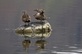 Gaga_Eider_Somateria_mollissima_Plovci_Anatidae_02.jpg