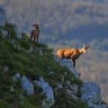 Ime datoteke=Gams_chamois_32.jpg
Velikost datoteke=250KB
Dimenzija=750x750
Datum objave=28.01.2015 Gams_chamois_32.jpg