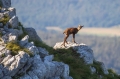Gams_chamois_34.jpg