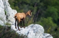 Gams_chamois_36~0.jpg